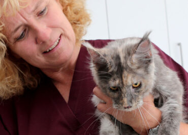 Ohrenpflege bei Katzen