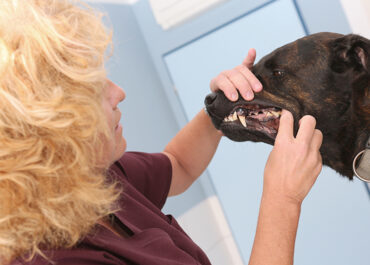 Zahngesundheit von Hunden