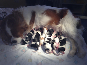 Tierärztin_Jutta_Hofmann_Tierarzt_Dormagen_Zons_Gynaekologie