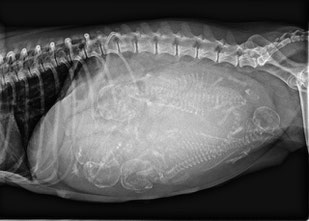 Tierärztin_Jutta_Hofmann_Tierarzt_Dormagen_Zons_Roentgen