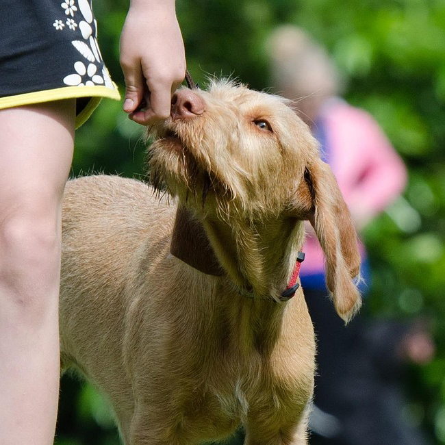 Tierärztin_Jutta_Hofmann_Tierarzt_Dormagen_Zons_Sachkundenachweis_Credit_Pixabay