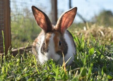 Tipps zur Pflege eines Kaninchens