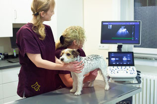 Tierärztin_Jutta_Hofmann_Tierarzt_Dormagen_Zons_Ultraschall_2