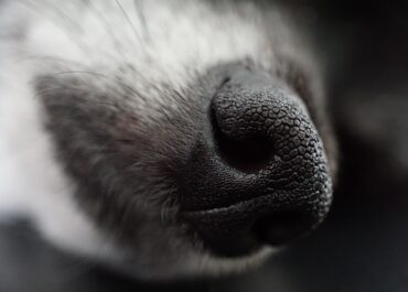 Fahren Sie im Notfall direkt in eine Tierklinik!